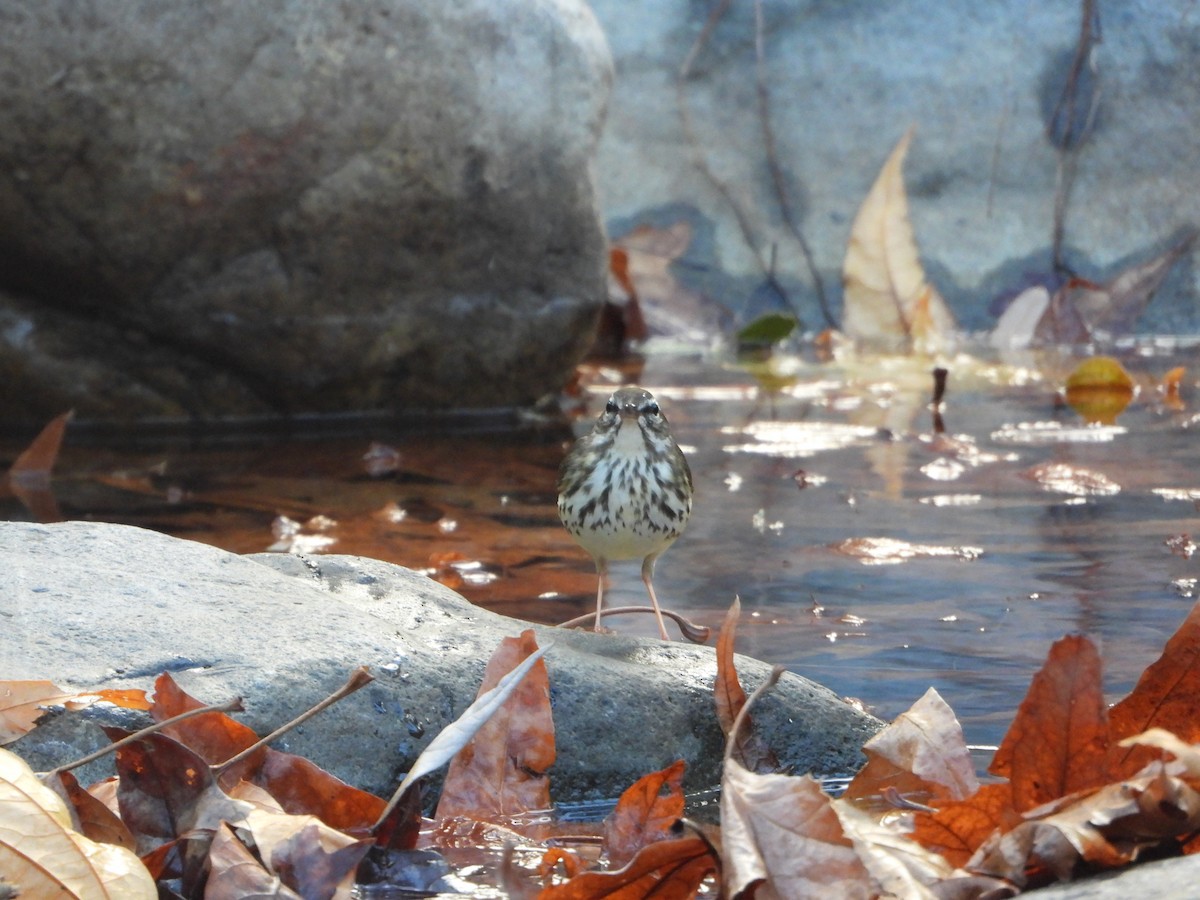 Louisiana Waterthrush - ML402549661