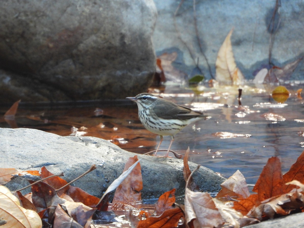 Louisiana Waterthrush - ML402549671