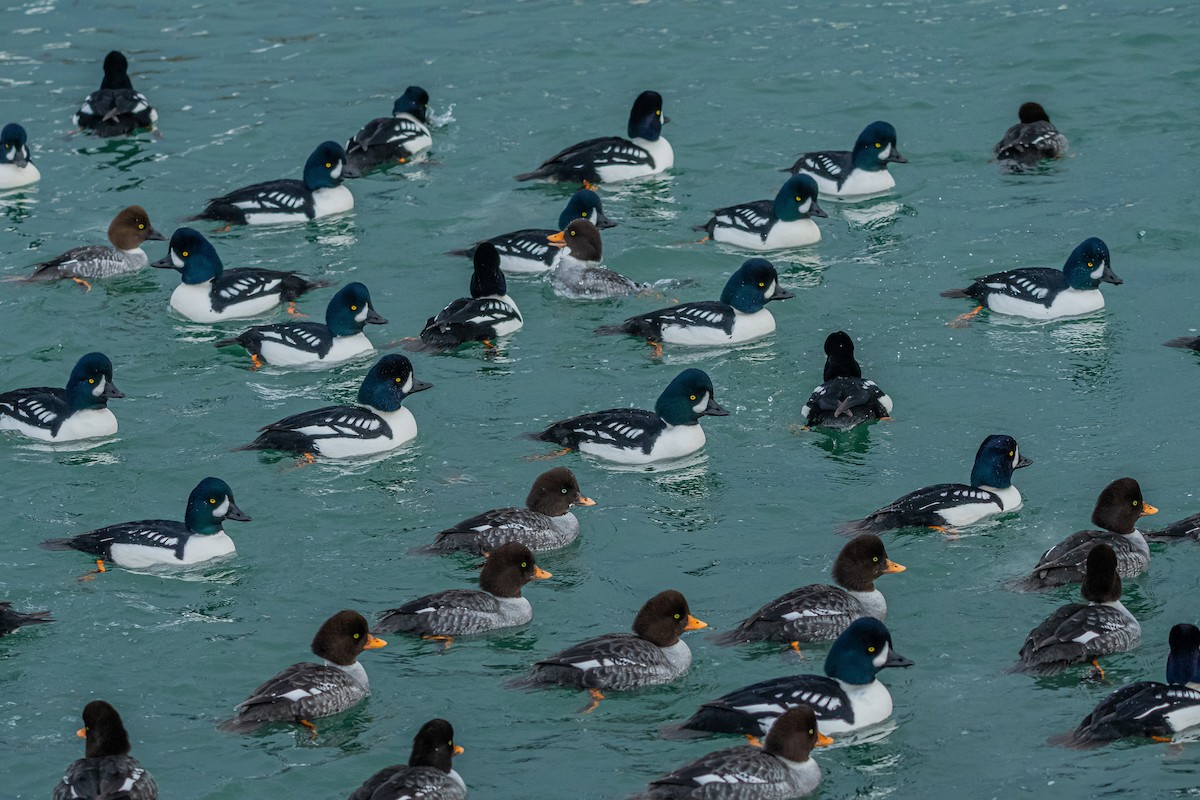 Barrow's Goldeneye - ML402550541