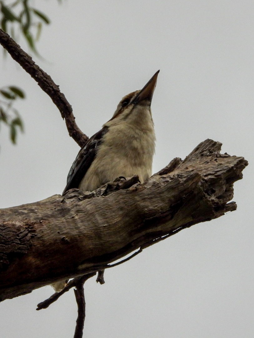 Laughing Kookaburra - ML402553101