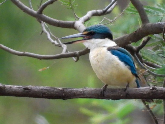 Sacred Kingfisher - ML402553131