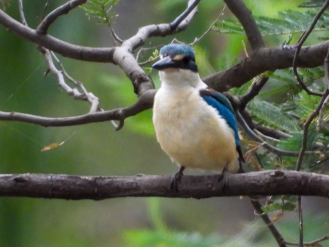 Sacred Kingfisher - ML402553141