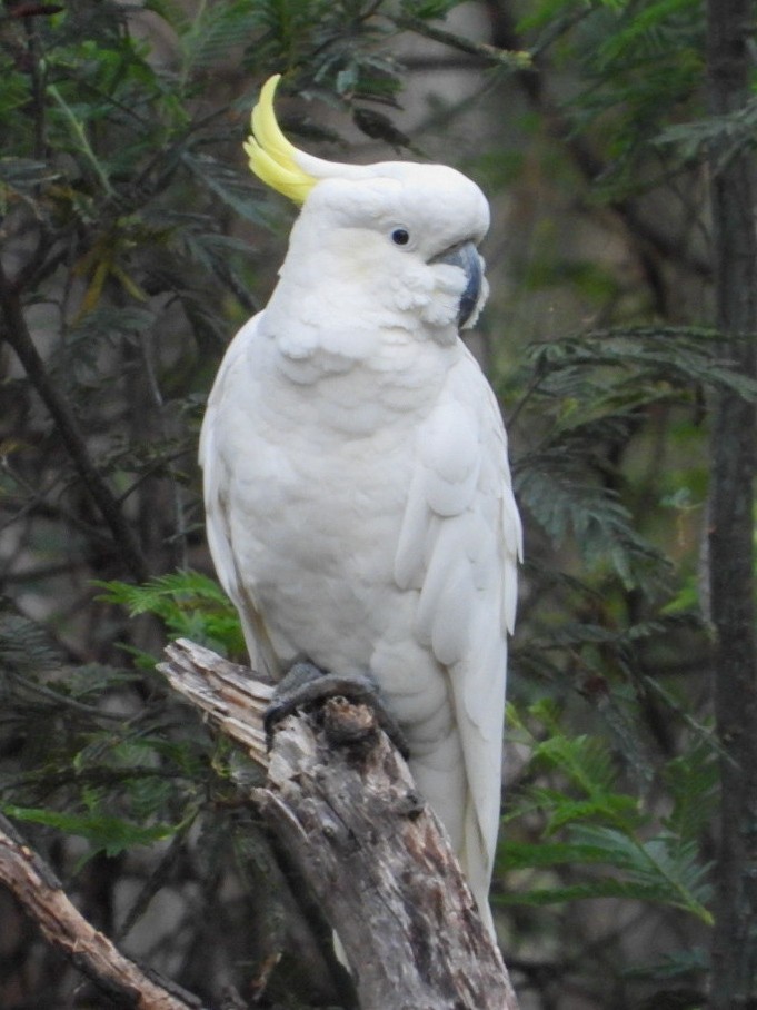 Sulphur-crested Cockatoo - ML402553231