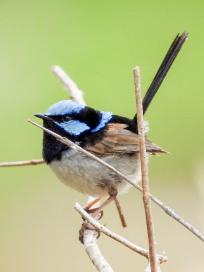 Superb Fairywren - ML402553311