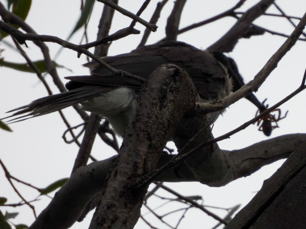Noisy Friarbird - ML402553371