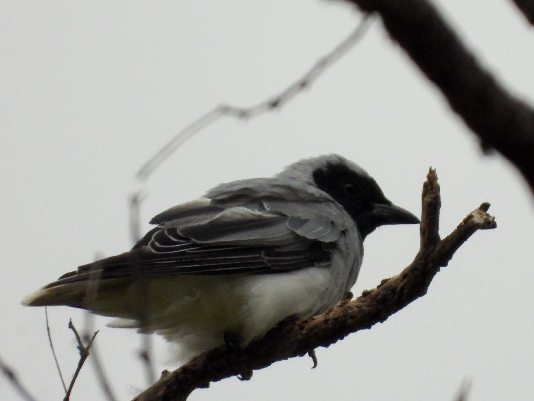 Black-faced Cuckooshrike - ML402553521