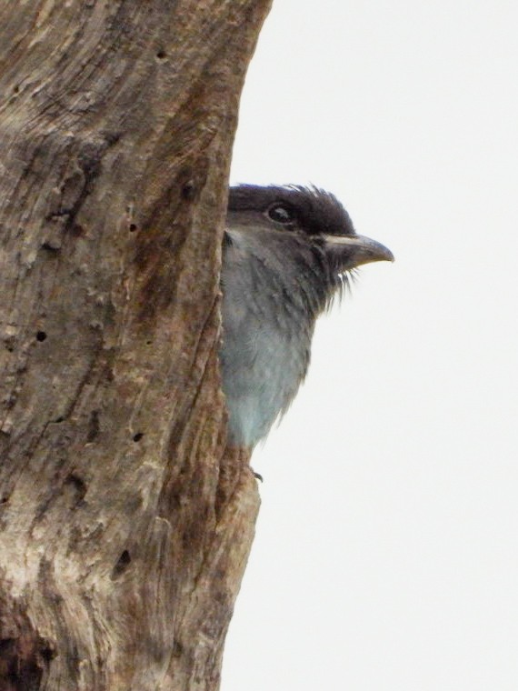 Dusky Woodswallow - ML402553571