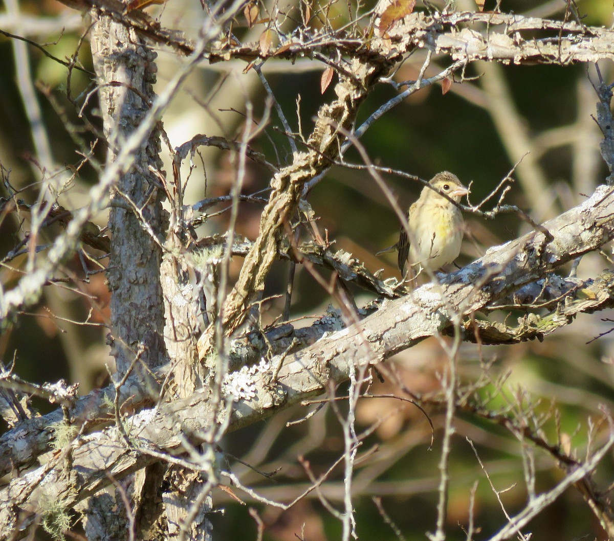 Dickcissel - ML40255711