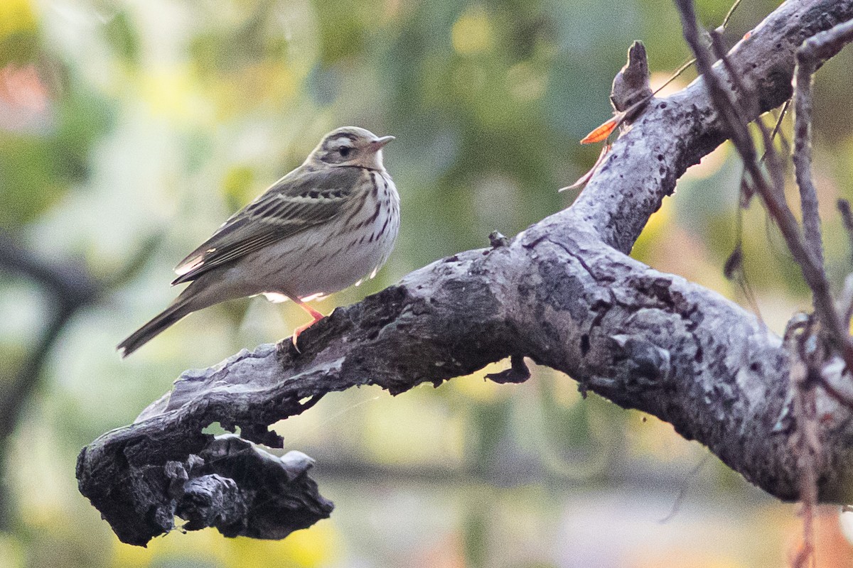 sibirpiplerke - ML402558181