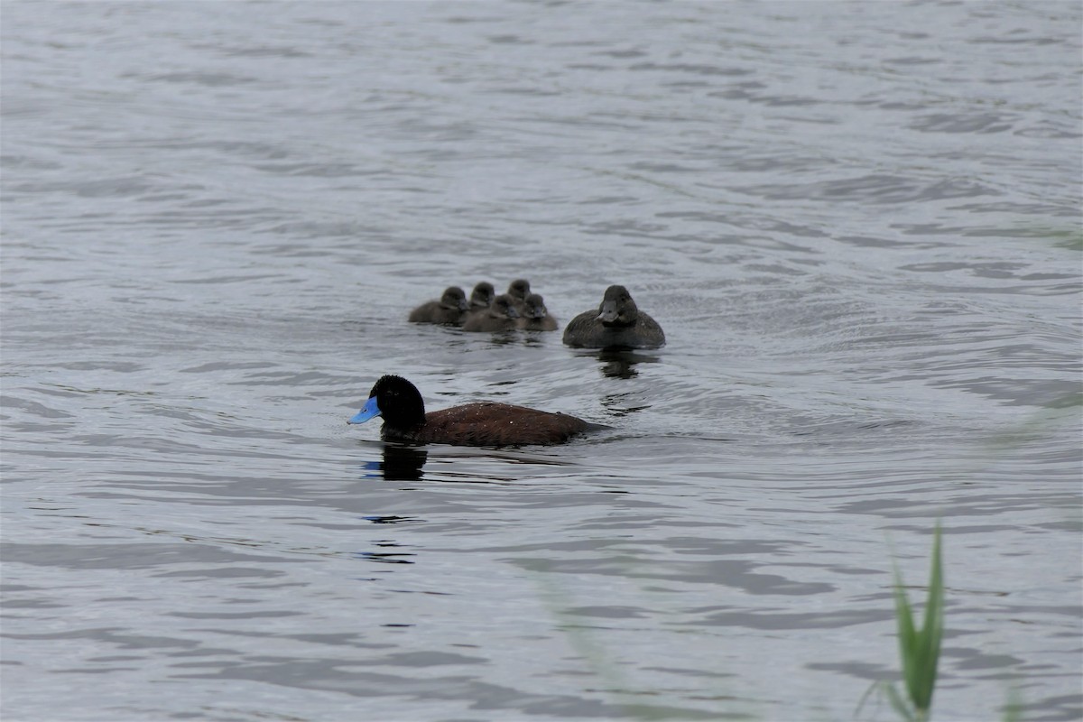 kachnice australská - ML402558331