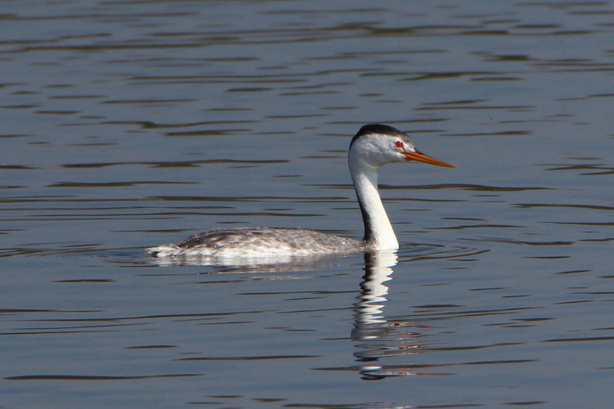 Clark's Grebe - Paul Lewis