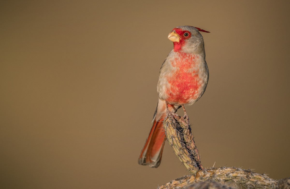 Pyrrhuloxia - ML402560701