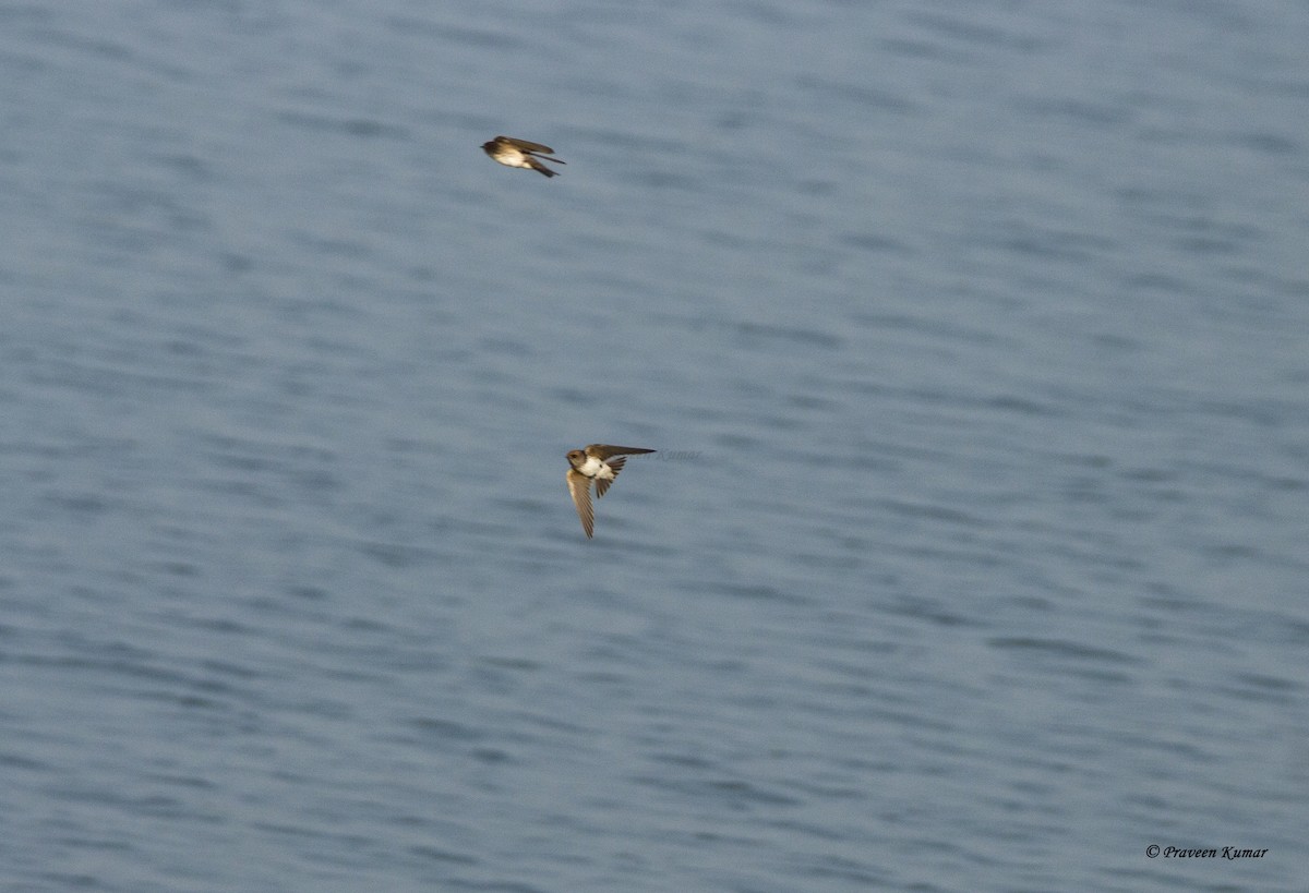 Streak-throated Swallow - ML402561691