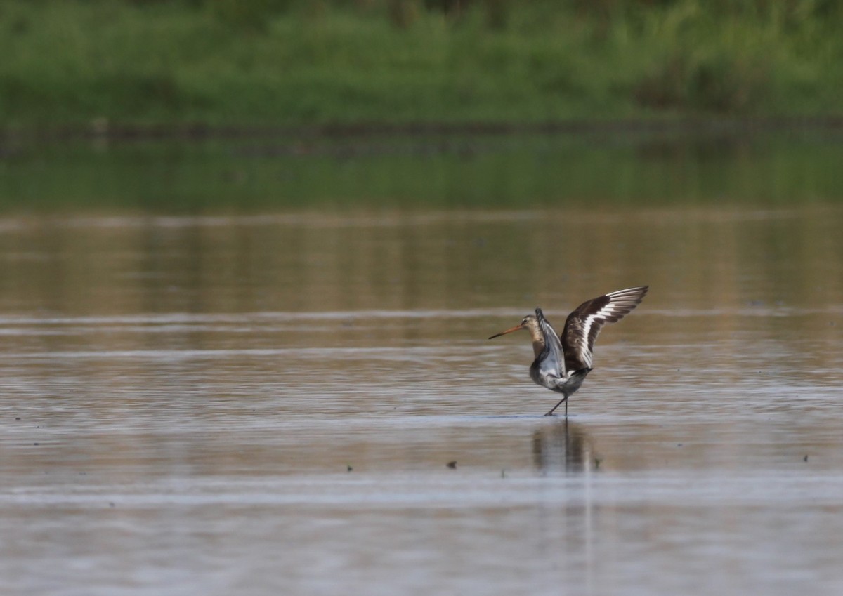 Black-tailed Godwit - ML40256181