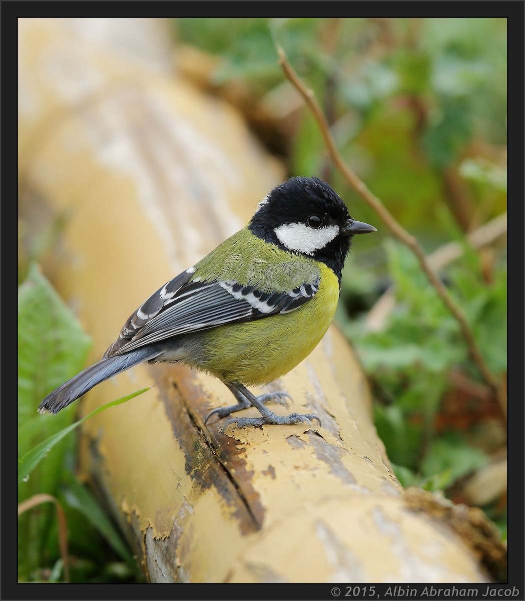 Green-backed Tit - ML402563131