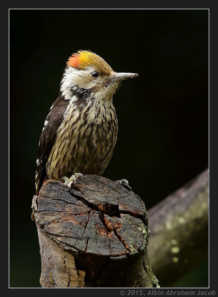 Brown-fronted Woodpecker - ML402563151