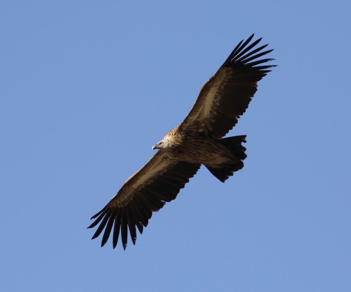 Eurasian Griffon - ML402563501