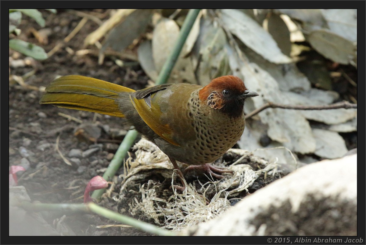 Chestnut-crowned Laughingthrush - ML402563591