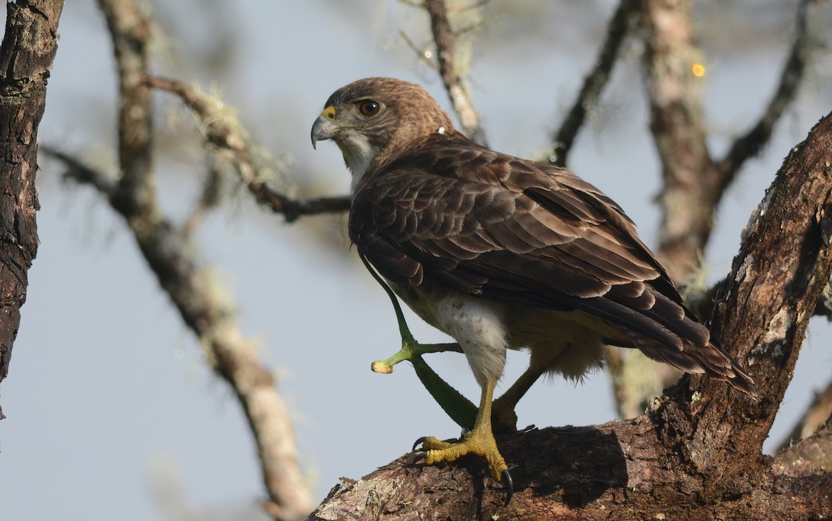 Hawaiian Hawk - ML402565731