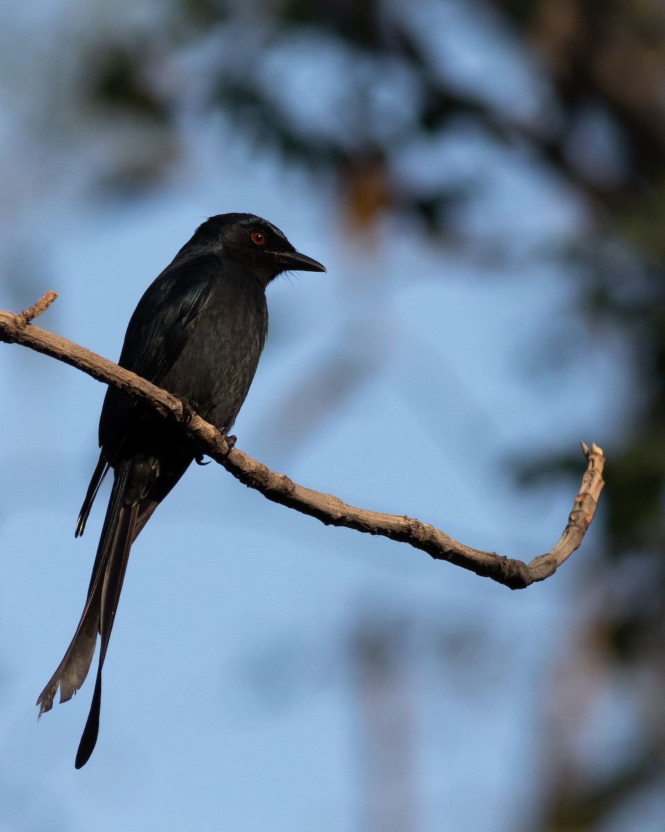 askedrongo - ML402565941