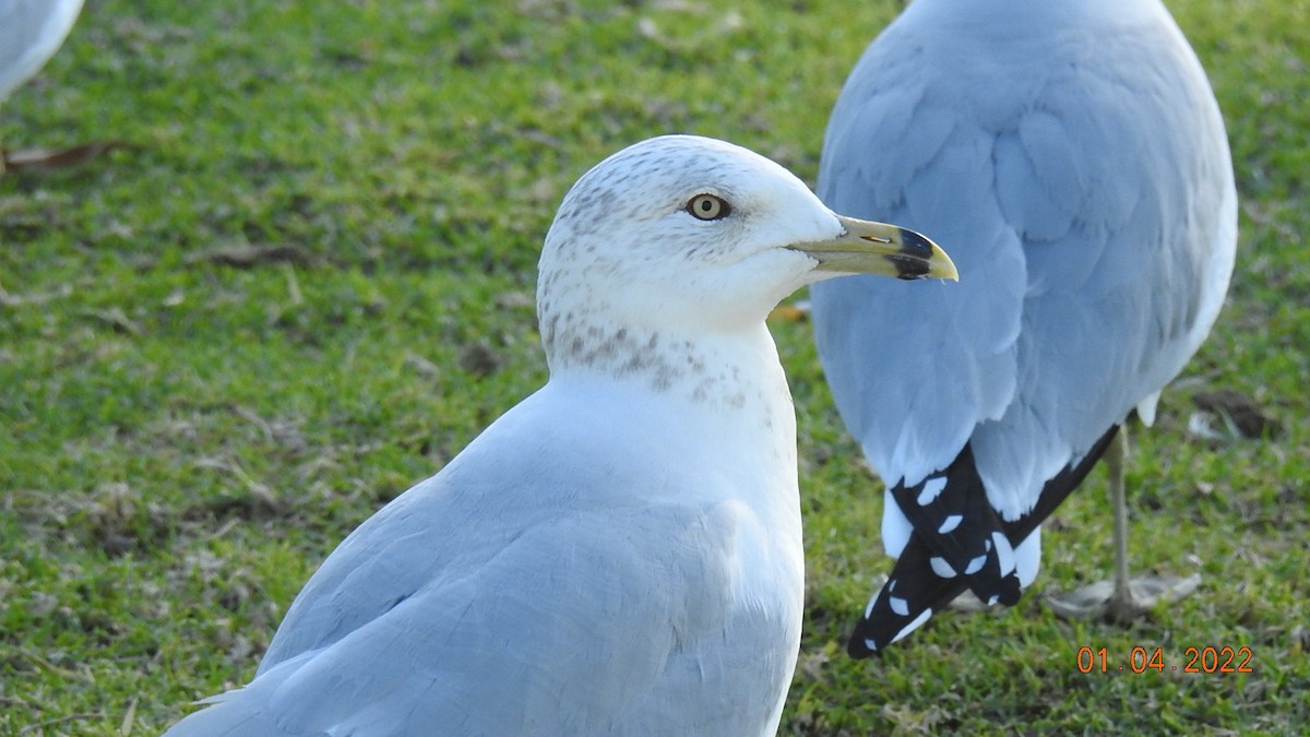 Ring-billed Gull - ML402567871