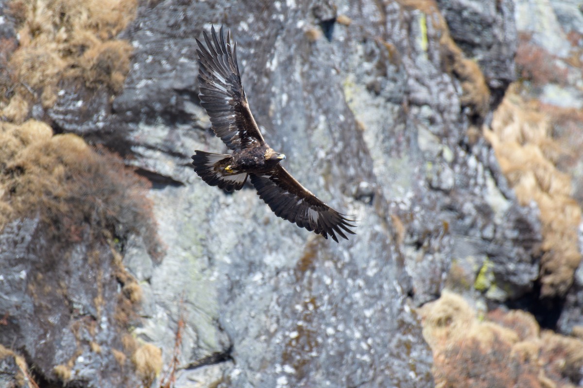 Golden Eagle - ML402568161
