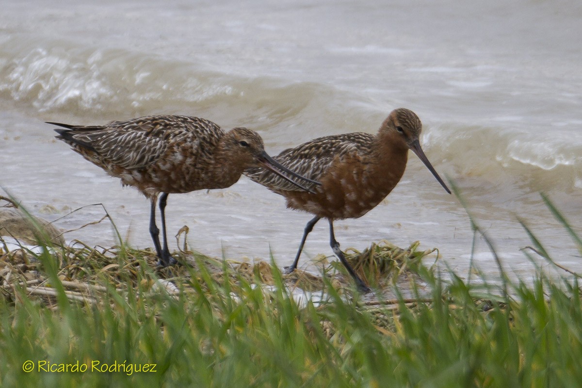 Bar-tailed Godwit - Ricardo Rodríguez