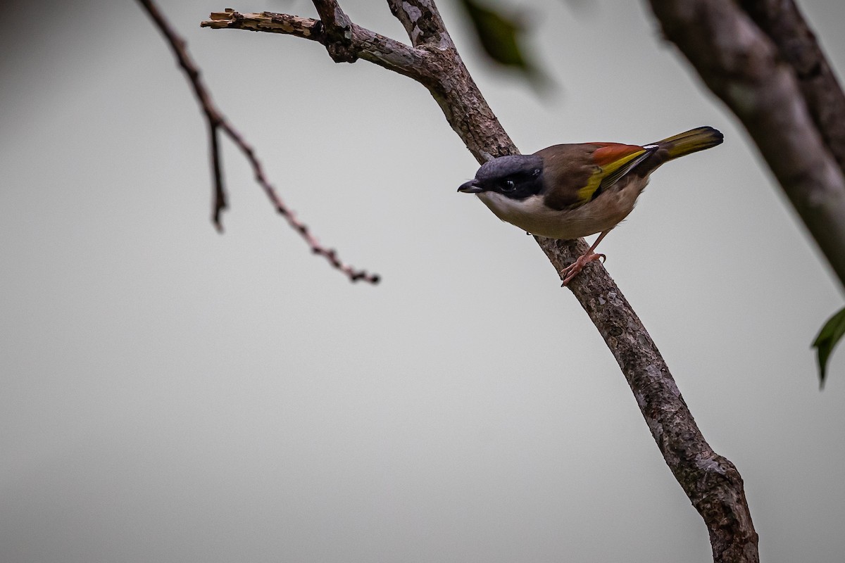 White-browed Shrike-Babbler (Chestnut-winged) - ML402569331
