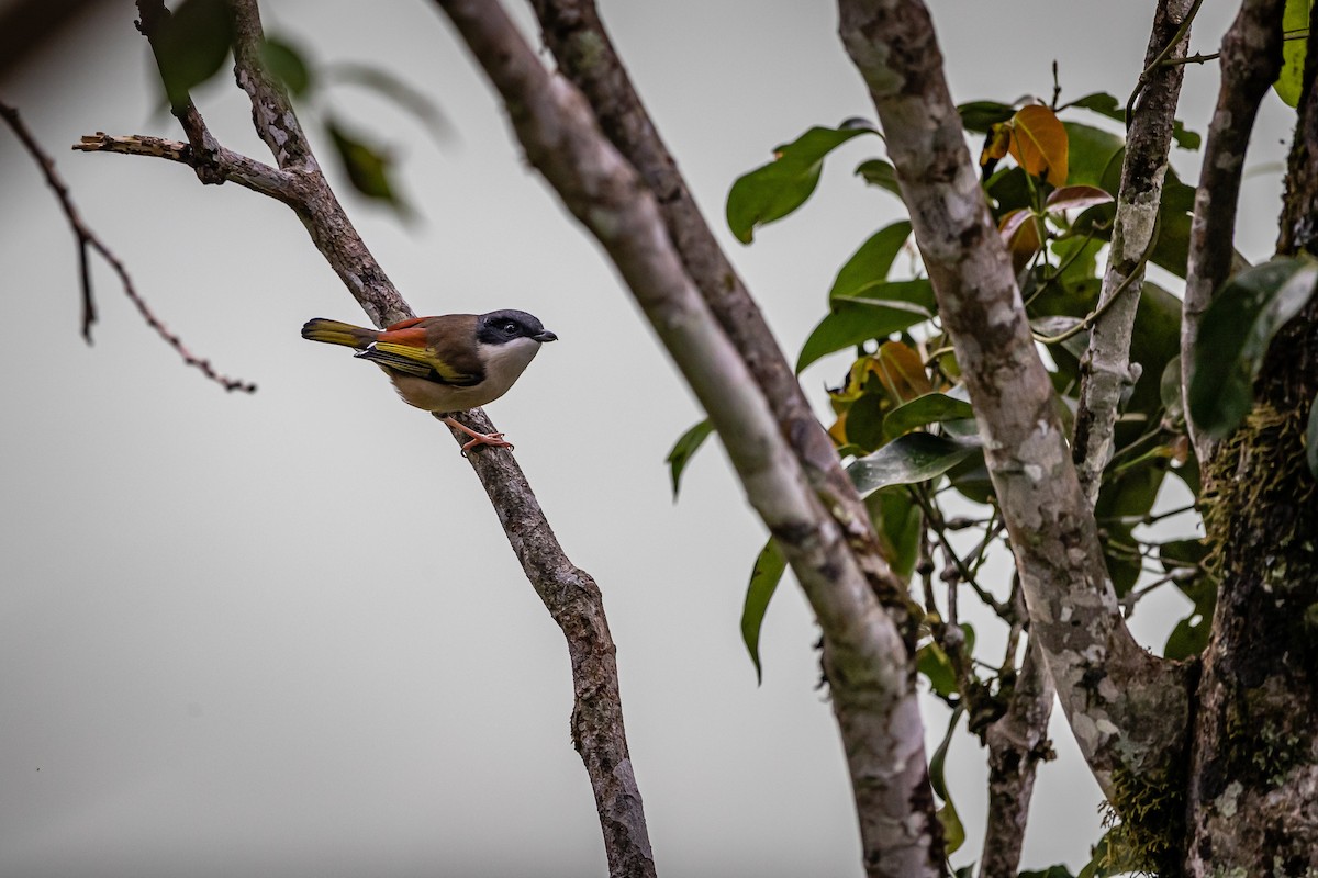 White-browed Shrike-Babbler (Chestnut-winged) - ML402569361