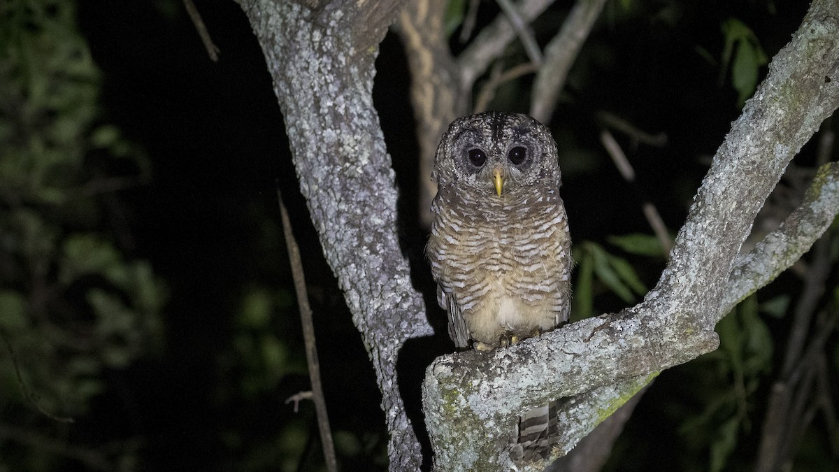 African Wood-Owl - ML402569401