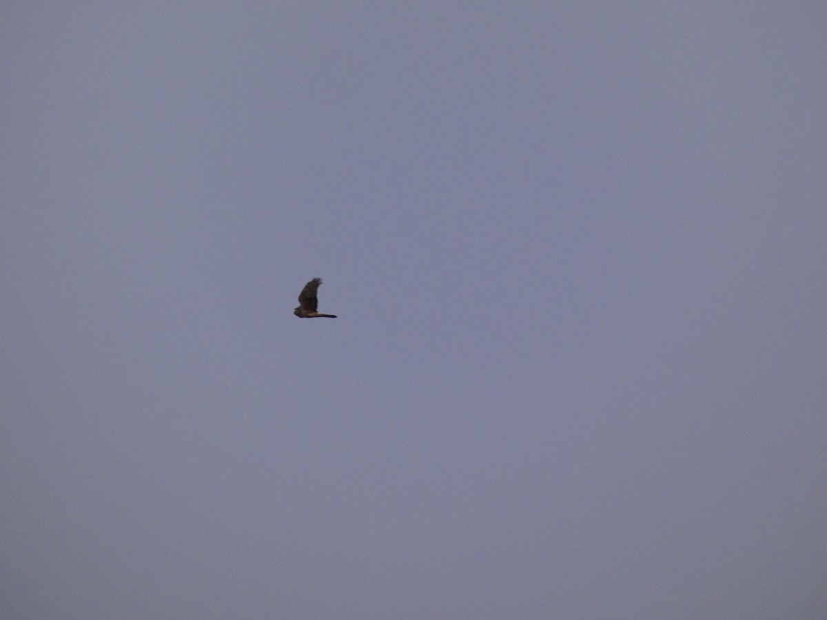 Hen Harrier - Charlie Murphy