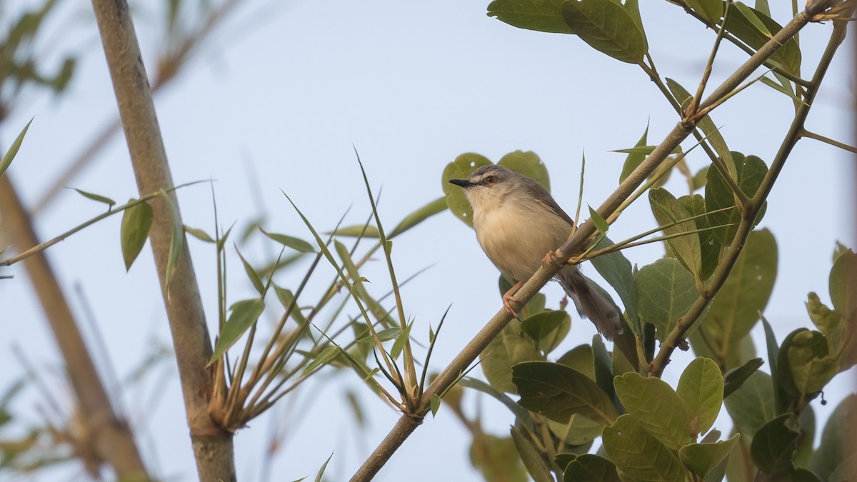 Tawny-flanked Prinia - ML402569841