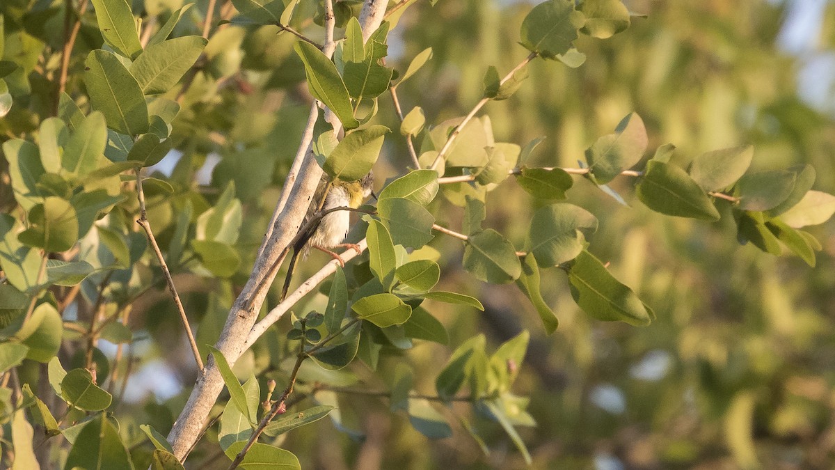 Apalis Pechigualdo (grupo flavida) - ML402570191