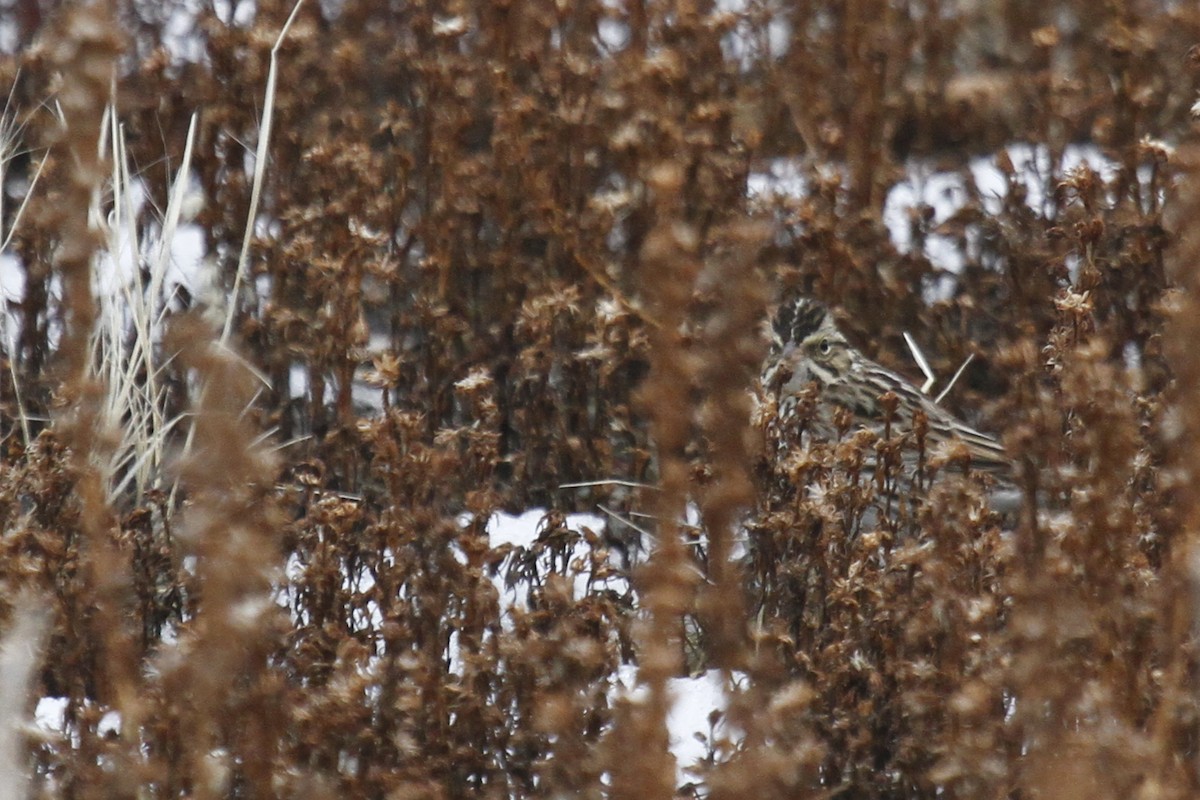 Savannah Sparrow - ML402570271