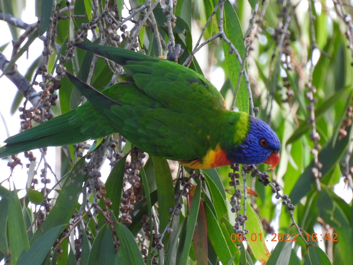 Rainbow Lorikeet - ML402570401