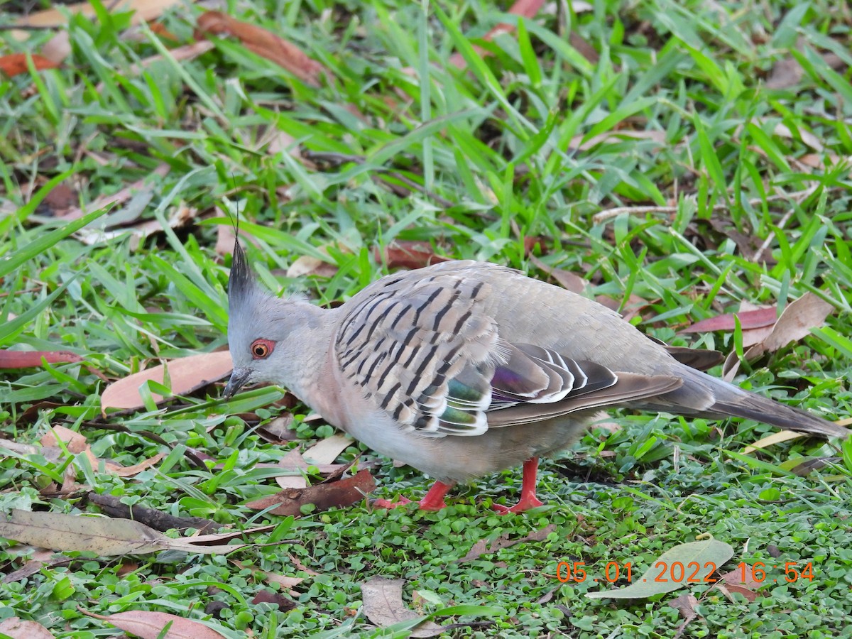Crested Pigeon - ML402570411