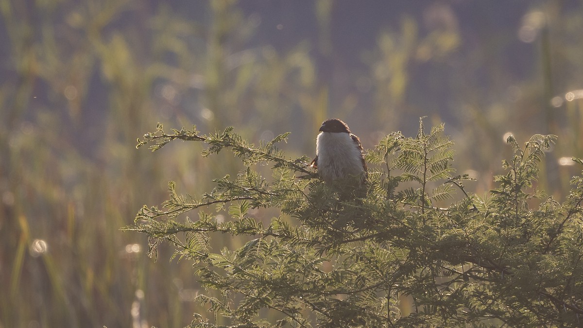 Coppery-tailed Coucal - ML402570571