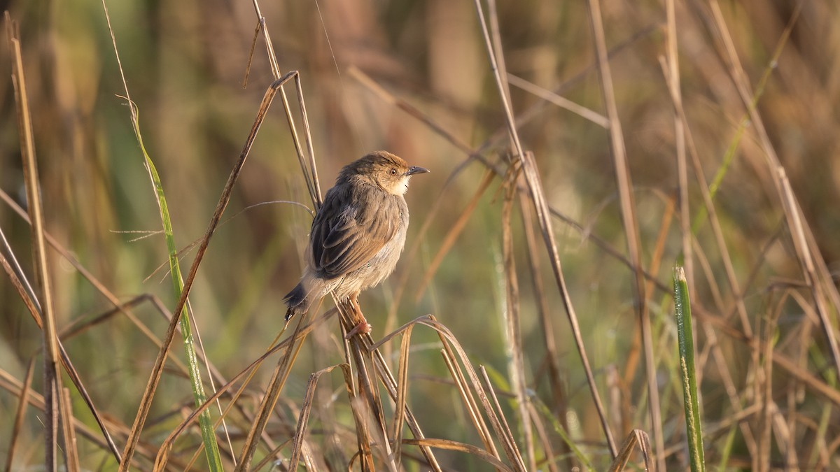 Rattling Cisticola - ML402570601