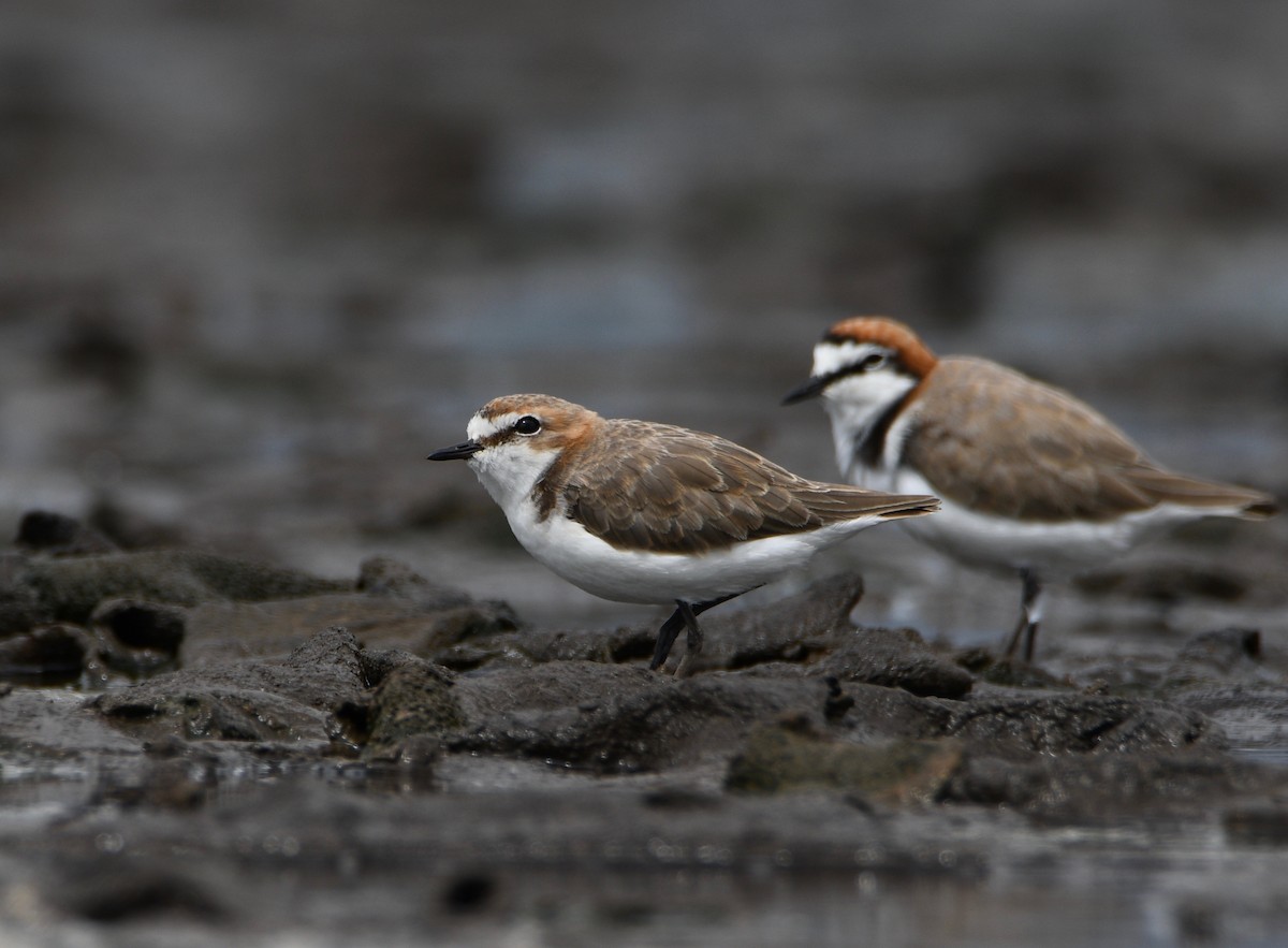 Red-capped Plover - Michael Daley