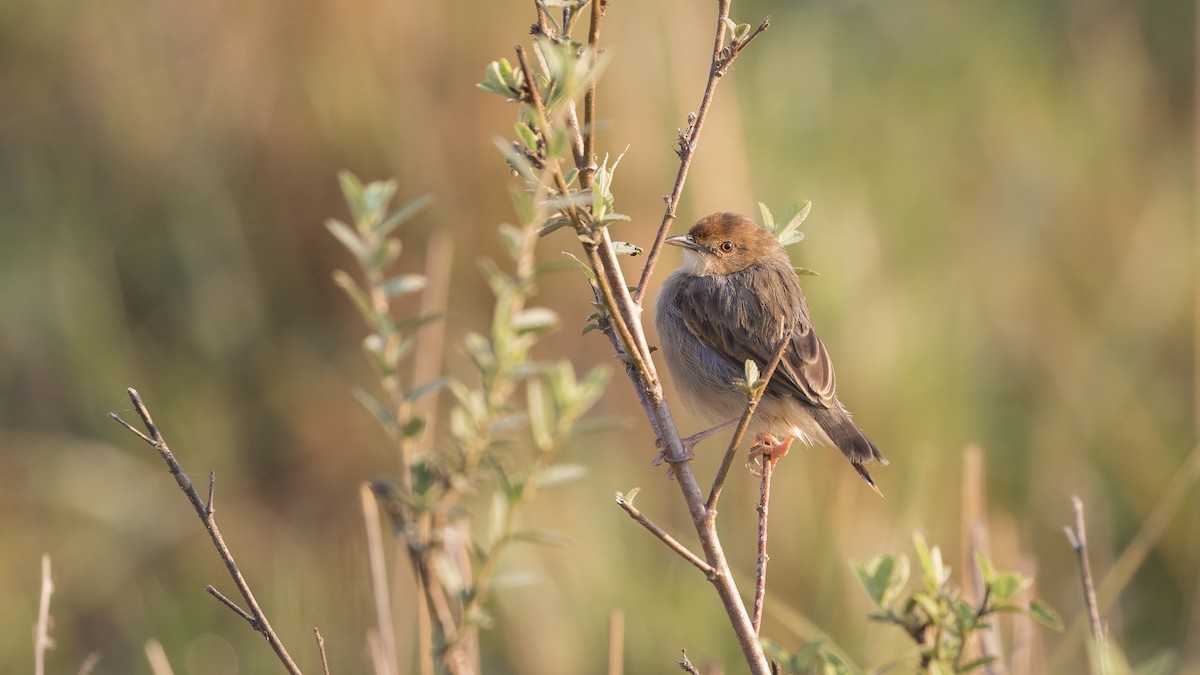 Rattling Cisticola - ML402570871