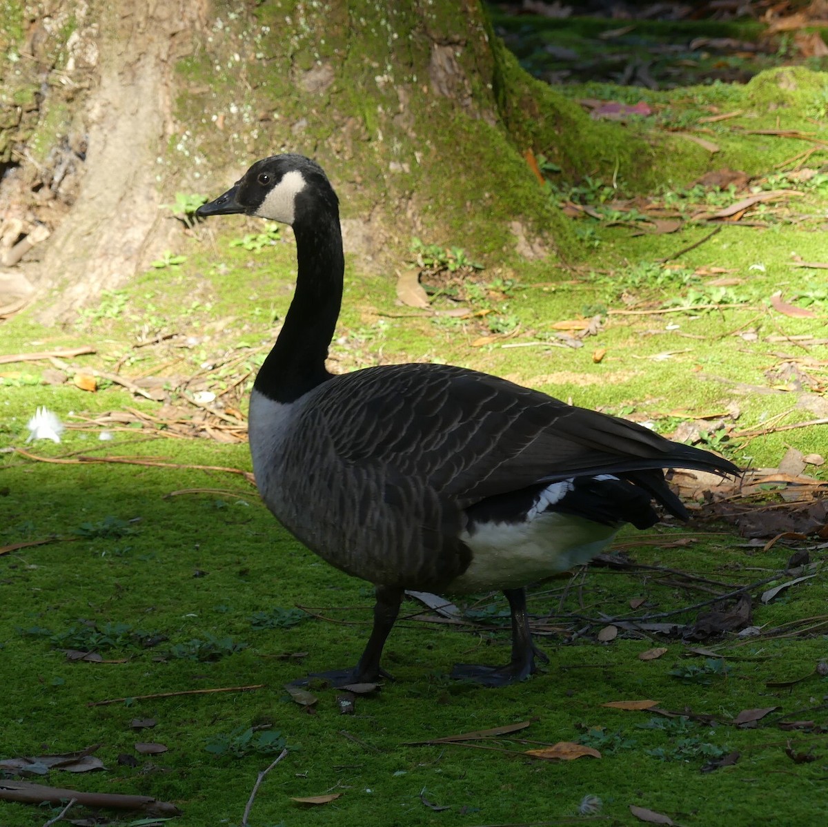 Canada Goose - ML402572251