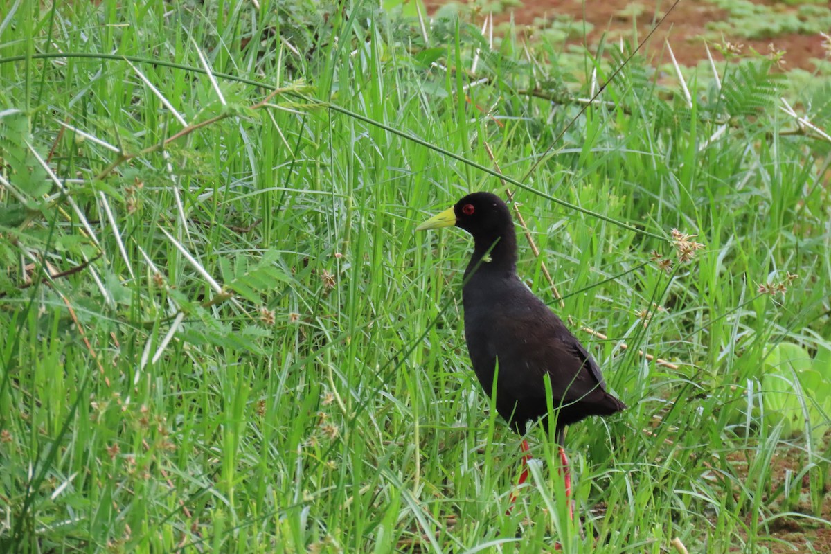 Black Crake - ML402573761