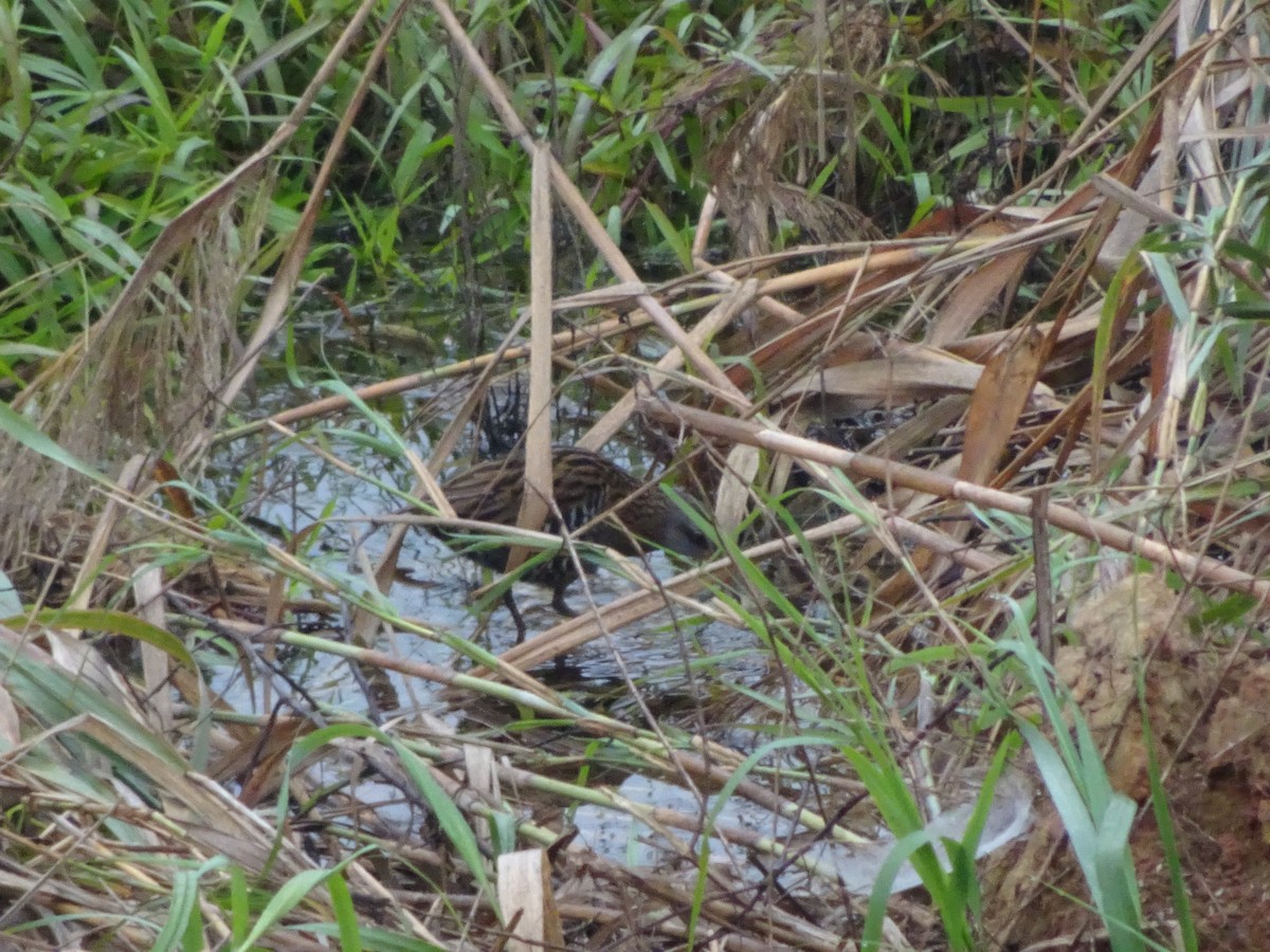 Brown-cheeked Rail - Merganser Man