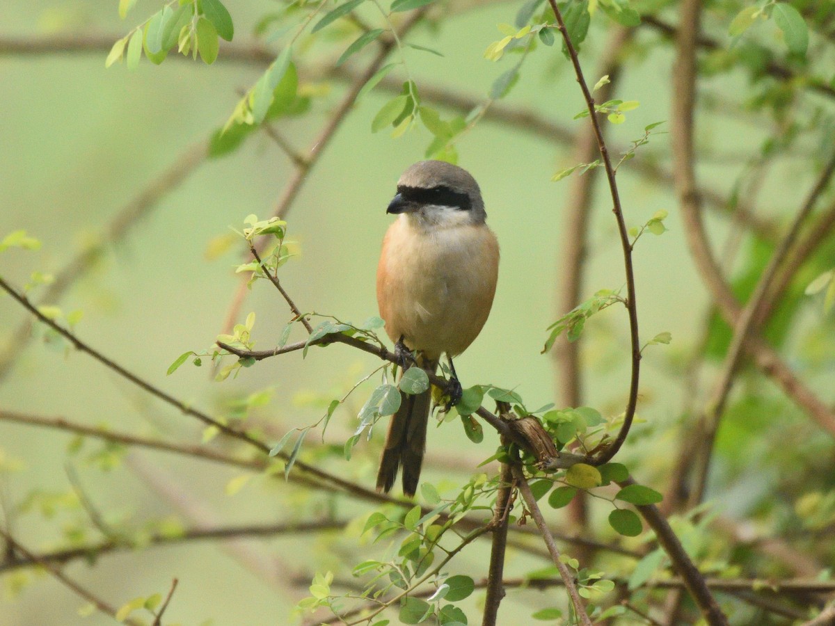 Long-tailed Shrike - ML402576591