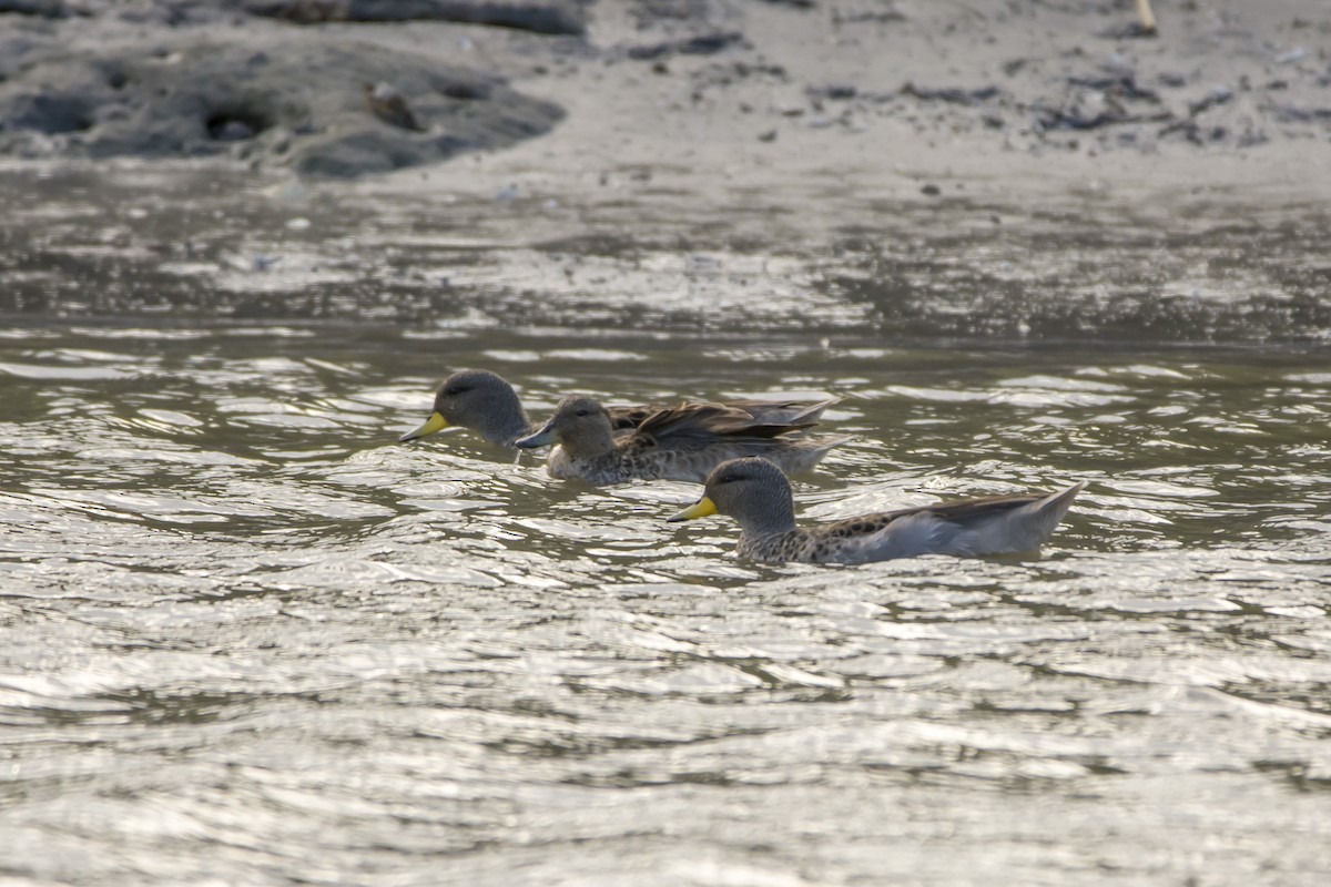 Yellow-billed Teal - ML402577521