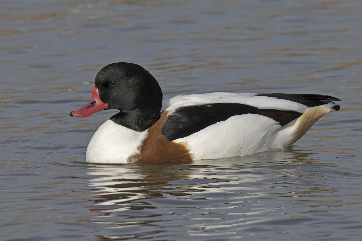 Common Shelduck - ML402578281