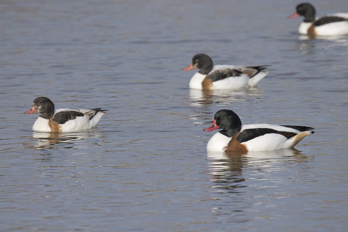 Common Shelduck - Joan Cabellos