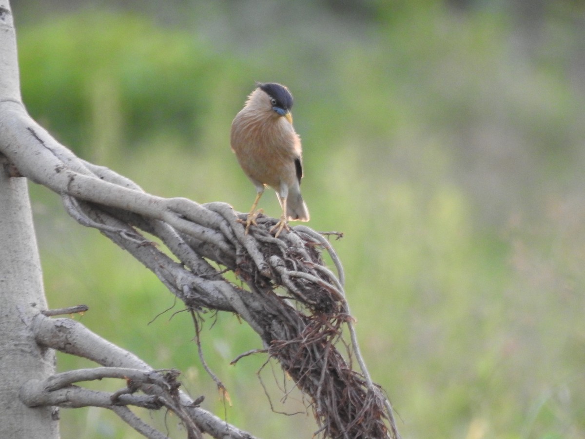 Brahminy Starling - BiRdeR BäBä