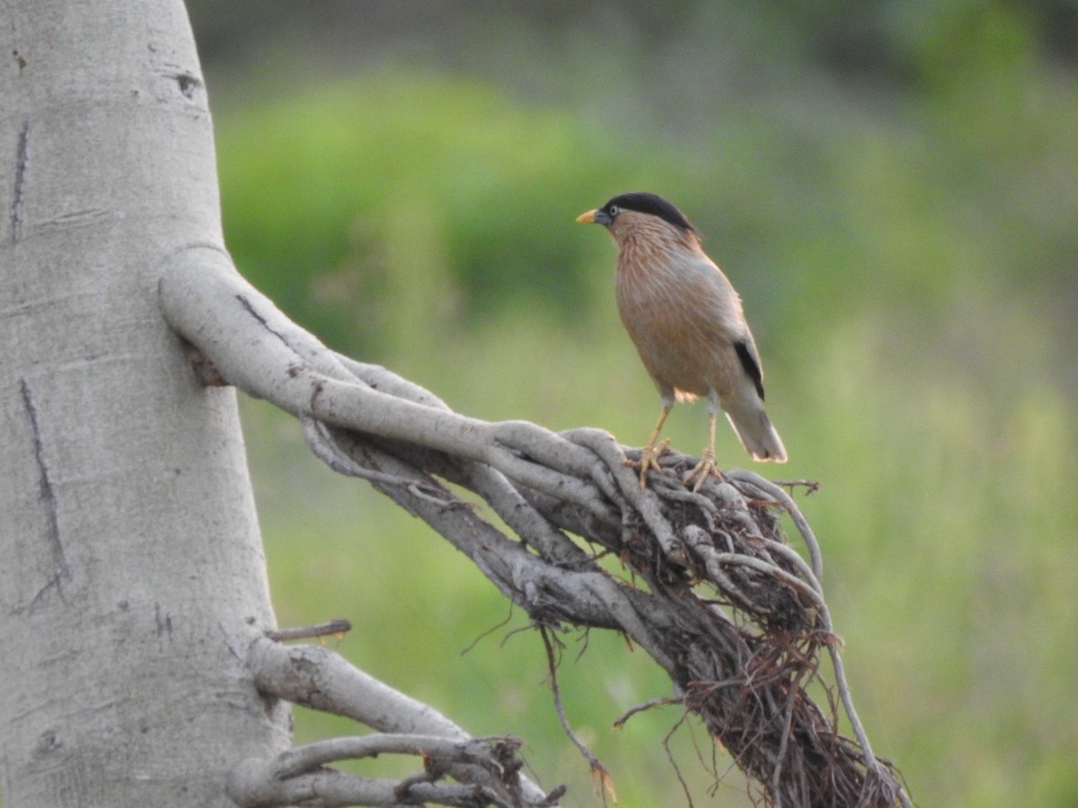 Brahminy Starling - ML402579471