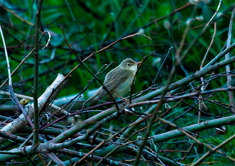 Marsh Warbler - ML40257951